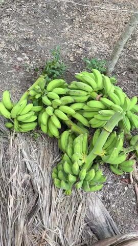A bunch of green bananas lies on the ground, surrounded by dry leaves and dirt. A thin tree trunk is visible in the background.