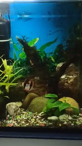The video shows a freshwater aquarium, filled with colorful gravel, rocks, aquatic plants, and driftwood. A black filter is visible on the left side of the aquarium. Several tiger barbs, with distinctive black and orange stripes, swim throughout the tank. The background of the tank is a bright blue.