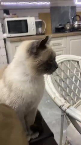 A Siamese cat sits on a chair in a kitchen. The cat is mostly cream-colored with darker brown markings on its face, ears, and tail. The cat is looking to the right of the frame. In the background, there is a microwave oven and kitchen cabinets. The cat blinks and then turns its head to look directly at the camera. The cat then looks down.