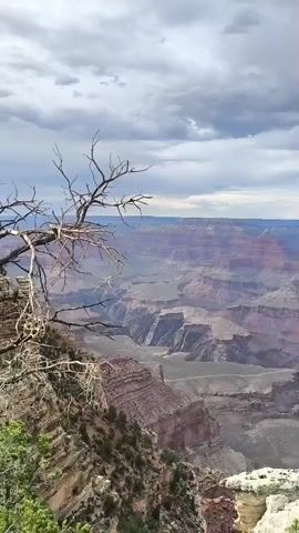 A vertical video begins with a close-up of a dead, gnarled tree branch in the foreground, silhouetted against a hazy, cloudy sky. The camera then pans to the right, revealing a vast, panoramic view of the Grand Canyon. The canyon walls are layered with various shades of red, brown, and tan rock, with deep shadows accentuating the geological formations. Patches of green vegetation are visible on the canyon rim in the foreground, contrasting with the arid landscape beyond. The sky is overcast with dramatic, gray clouds, suggesting potential for rain or a storm. The overall impression is one of immense scale, rugged beauty, and a sense of timelessness. The video appears to be filmed from a high vantage point on the canyon's edge, offering a sweeping vista of the immense geological chasm.