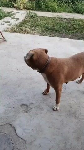A tan dog with a white chest and paws stands on a concrete surface in front of a blurred background of greenery and structures. The dog is facing away from the camera and turns its head to the left. In the background, another smaller tan and white dog is visible on a grassy area. The main dog then turns and runs off-screen to the right. The camera pans to the right, showing more of the concrete area and some plants. The dog is then seen from behind, running across the concrete. It stops and looks to the left. The scene continues with the dog in the same position, looking to the left. A green object lies on the concrete in the foreground. The camera is positioned at a low angle, focusing on the dog.