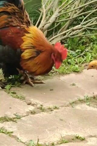 This short video clip features a large, colorful rooster with black, brown, and gold feathers, and a bright red comb, standing on a paved surface. The rooster has some sort of white wrapping on its left leg. A small, yellow chick is also visible, walking towards the rooster. The scene appears to be outdoors, with grass and some branches in the background. The lighting suggests it could be daytime, with natural light illuminating the subjects. The overall setting seems to be a yard or garden area. The rooster is looking down towards the chick, while the chick is looking towards the rooster. There is no visible text in the video. The location context provided is Bogorodskoe, Russia.