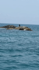 Ocean boat trip with golden retriever and seabird sighting