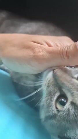 A close-up, vertical video shows a person's hand petting a gray tabby cat. The cat's head is tilted back, eyes half-closed, and ears are perked. The person's hand, with painted fingernails, strokes the cat's head and chin. The cat is lying on a bright blue surface, possibly a blanket or piece of fabric. The background is dark and out of focus.