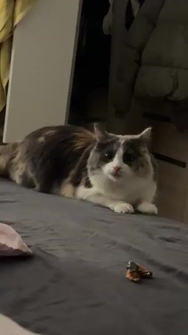 A fluffy calico cat is lying on a grey bed. In front of the cat is a small, brown and orange object. The cat looks at the object and then gets up and runs away. The room is dimly lit. There is a closet door in the background with a jacket hanging on it.