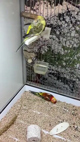 The video shows a bird in a cage. Another bird perches on a raised platform. The bird on the cage floor lies prone and motionless, with its head against the floor, amidst a substrate of small, light-colored particles, seeds and a piece of cuttlebone. The cage has a metal wire construction and a white plastic base. The background features an image of a flowering tree branch. A small, clear plastic water dish is attached to the side of the cage.