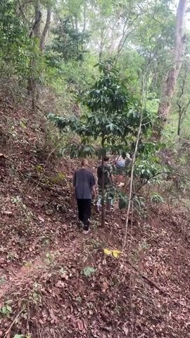 The video shows three individuals walking up a moderately steep, leaf-strewn, dirt-covered slope in a forest.  The person in the lead is wearing a dark top and dark pants.  The second person is wearing a camouflage top. The third person is slightly obscured, but appears to be wearing a light-colored top.  They are walking away from the camera. The forest environment includes trees and ground cover. The lighting is natural daylight, diffused by the forest canopy.