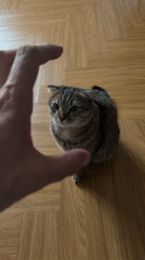 Person plays with tabby cat in Krasnoyarsk home