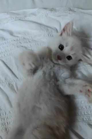 A fluffy cream-colored kitten lies on its back on a white, ruffled sheet. Its paws are in the air, and it appears to be playful. A person's hand reaches into the frame and gently pets the kitten's head. The kitten then rolls over and looks towards the camera, showing its profile. It then turns its head away from the camera, looking to the left.
