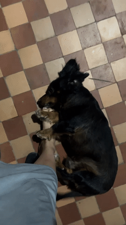 Dog lounges belly-up on tiled floor in Sokhumi home