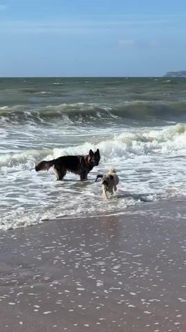 The video shows two dogs playing on a beach. A larger, dark-colored dog stands in the shallow water, holding a toy in its mouth. A smaller, light-colored dog is in the foreground, running towards the camera and carrying a pink ball. Waves are breaking on the shore, and the sky is clear and blue. The scene appears to be a sunny day.
