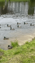 Dog walk and park maintenance near golden-domed church