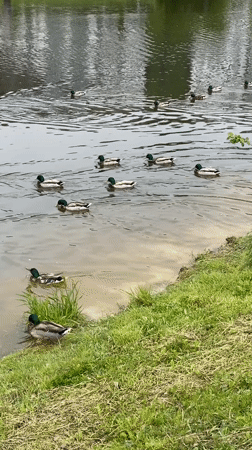 Dog walk and park maintenance near golden-domed church