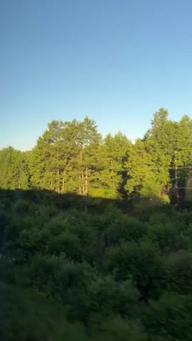 This is a vertical video shot from a moving vehicle, likely a train, offering a dynamic view of a rural landscape in Kolobovo, Russia. The scene is dominated by lush greenery, with a dense forest of trees on the right side of the frame and a thick undergrowth of bushes and tall grass in the foreground.

The time of day appears to be late afternoon or early evening, indicated by the warm, golden sunlight casting long shadows across the foliage. The clear, pale blue sky suggests fair weather. The presence of telephone poles and wires interspersed with the trees provides a subtle cue of human infrastructure in the otherwise natural setting. A narrow, dark body of water, possibly a small river or creek, is visible winding through the landscape in the latter part of the video.

No people or specific objects are clearly discernible, and the focus is on the expansive, natural scenery. The continuous movement of the vehicle creates a sense of travel and immersion in the passing environment. The overall mood is tranquil and serene, capturing the beauty of a rural summer day. No text is visible in the video.