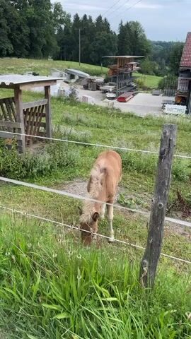 A light brown foal grazes in a grassy field behind a wire fence. In the background, there is a wooden shelter with a feeder, stacks of wood or building materials, and trees. The sky is overcast.