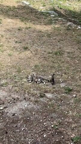 In a sunlit outdoor scene, an adult tabby cat with grey, black, and white fur is lying on the dry, unpaved ground. Several small kittens, varying in color from tabby to darker shades, are clustered around the adult cat, appearing to interact with it, possibly nursing or playing. One dark-colored kitten walks away from the group towards the right side of the frame. The ground is a mix of sparse dry grass, dirt, and some small weeds or debris. In the background, there are patches of greener grass and some rocks, suggesting an open, somewhat wild area. The light indicates it is daytime. The location is Stari Bar, Montenegro.