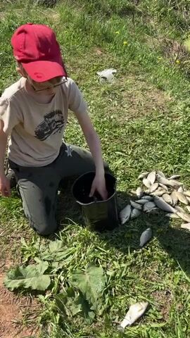 A young person wearing a red cap, glasses, a light tan t-shirt with a vehicle printed on it, and dark green pants is kneeling on a patch of grass.  The young person reaches into a black bucket and pulls out a fish, dropping it on the grass. There is a pile of several small fish lying on the grass near the bucket. The sun is shining on the scene, casting shadows on the grass.