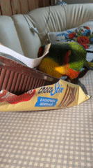 Woman shares chocolate snacks with colorful parrot in Khimki home