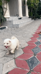 Small white dog plays in Dar es Salaam courtyard
