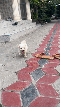 Small white dog plays in Dar es Salaam courtyard