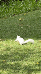 Urban wildlife spotted across Cape Town parks Monday morning