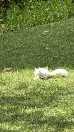 Urban wildlife spotted across Cape Town parks Monday morning