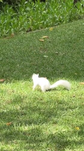 Urban wildlife spotted across Cape Town parks Monday morning