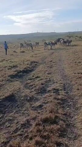 A wide, dry field is visible in this video. The ground is covered with dry grass and low brush. A dirt path runs through the center of the frame. In the distance, a herd of cattle is grazing, with several wind turbines visible on the horizon. A man, wearing a blue shirt and dark pants, walks with a dog toward the cattle. The dog appears to be herding the cattle. The sky is light blue with some white clouds. A single tree is visible on the right side of the frame.