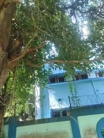 The video shows a low-angle shot of a large tree with lush green foliage in the foreground, obscuring much of the background. A light blue building with several windows is visible behind the tree. A fence with barbed wire runs along the front of the building. The tree's trunk is thick and gnarled, with aerial roots hanging down. The sunlight filters through the leaves, creating a dappled effect. The scene appears to be outdoors, likely in a residential or institutional setting given the building and fence.