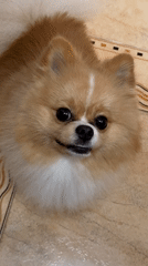 Pomeranian dog's morning routine captured in Pazardzhik home