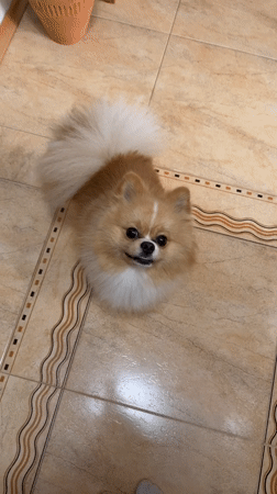 Pomeranian dog's morning routine captured in Pazardzhik home