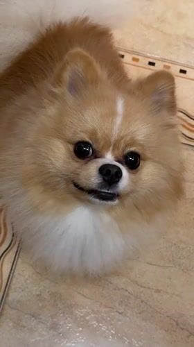 Pomeranian dog's morning routine captured in Pazardzhik home
