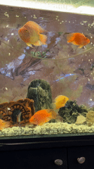 Aquarium with orange fish observed in Sofia, Bulgaria