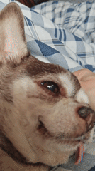 Small dog rests peacefully on bed in Saint Petersburg