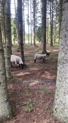 Two sheep roam a pine forest path in rural Estonia