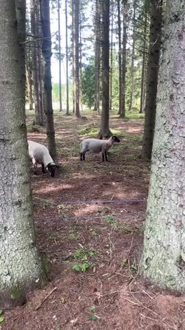 A video shows a forested area with two sheep. The sheep are light-colored with dark faces and legs. One sheep is in the foreground on the left, facing away from the camera and grazing. The other sheep is in the mid-ground on the right, facing left and also grazing. The ground is covered in dirt, pine needles, and some sparse green vegetation. Several tall pine trees are visible throughout the scene. A thin, dark wire runs horizontally across the lower part of the frame. The overall lighting suggests it is daytime.