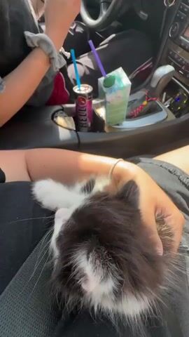 The video shows a black and white kitten being held in someone's arms inside a car. The kitten has fluffy fur and green eyes. The person holding the kitten is wearing a black top and a silver bracelet. In the background, there is a red and black energy drink can, a juice box with a blue straw, and other items in the car's center console. The music is playing in the background.