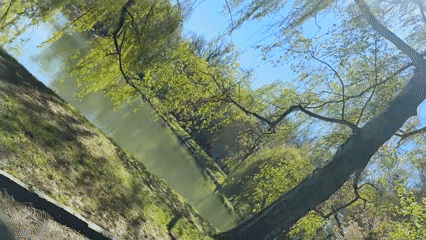 Spring blooms captured by witnesses in Zwickau parks