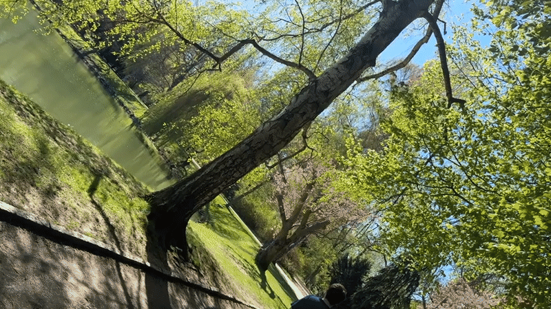 Spring blooms captured by witnesses in Zwickau parks