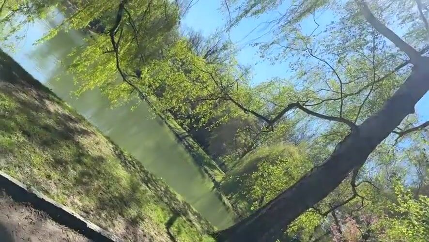 Spring blooms captured by witnesses in Zwickau parks