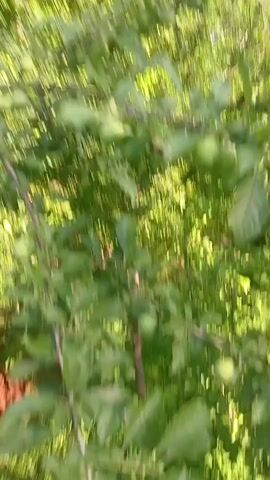 The video appears to be a handheld recording of an outdoor scene, likely in a rural setting. The camera is moving, and the focus shifts, suggesting someone is walking or moving through an area with trees. The primary subjects are the trees themselves, which are heavily laden with small, green fruits, possibly plums or apples. The foliage is dense and green, indicating a time of year when fruit is growing but not yet ripe. The lighting suggests it is daytime, with sunlight filtering through the leaves, creating a dappled effect. The overall impression is one of natural abundance and a peaceful, perhaps slightly overgrown, environment. There is no visible text in the video. The mention of "Foni, Tajikistan" as location context suggests this is likely an orchard or garden in that region. The movement of the camera also captures glimpses of what might be other trees or vegetation in the background, further reinforcing the outdoor setting. At one point, a person in a dark red dress can be seen walking in the distance beneath the trees, suggesting human presence and activity in the area. The camera also briefly captures a glimpse of a fence or barrier, possibly indicating the boundary of the property.