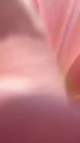 The video shows a close-up of a pink tulip in a flower bed. The tulip is the primary focus, with its petals exhibiting a gradient of pink and white. The flower bed also contains green leaves, blue forget-me-nots, and yellow pansies. The background includes a pavement or road.