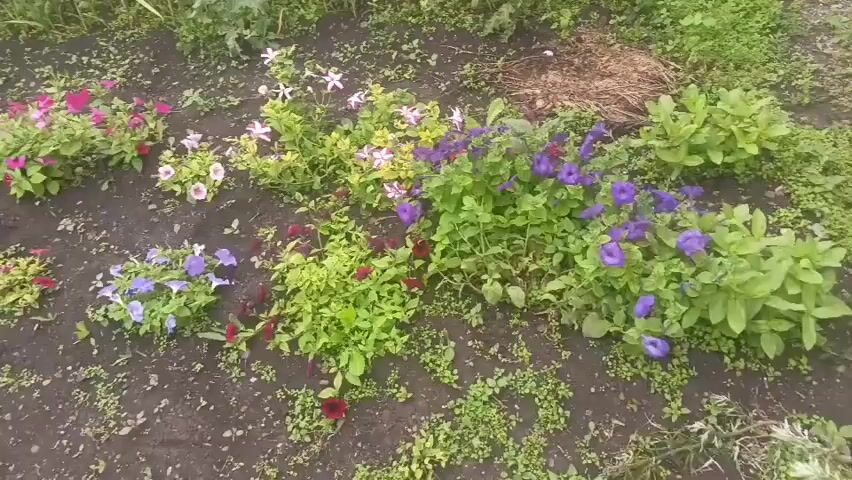 The video shows a garden with several flower beds. Various flowers in different colors are visible, including pink, purple, and white. There are also green plants and some dry grass. The ground is dark soil with small weeds scattered around. In the foreground, a black hose or irrigation line is visible. In the background, there is a wooden fence and taller green plants. The video is shot from a slightly elevated perspective, looking down into the garden.