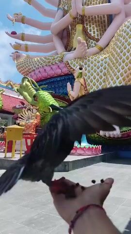 The video shows a person feeding a pigeon from their hand, with a temple in the background. The pigeon, mostly gray with black wing tips, stands on the person's open palm, eating from the small pile of seeds they are holding. The person's hand has a multi-colored friendship bracelet. Behind the person, there's a large, ornate temple statue with numerous arms, painted in gold, pink, blue, and white. A green dragon statue is situated at the base of the figure. Small human statues stand nearby, and the sky is visible with some clouds.