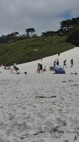 The video opens on a wide shot of a sandy beach with many people scattered across it. In the foreground, the sand is textured and shows footprints. Further back, several individuals are seated or lying on the sand, some with towels or blankets. A blue tent is pitched on the sand, with a few people standing nearby. In the mid-ground, a group of people are interacting, with some appearing to be walking or standing. Seagulls are visible on the sand, some in flight. Beyond the beach, a grassy, tree-covered hillside slopes upwards towards a cloudy sky. The overall scene depicts a leisurely day at the beach.