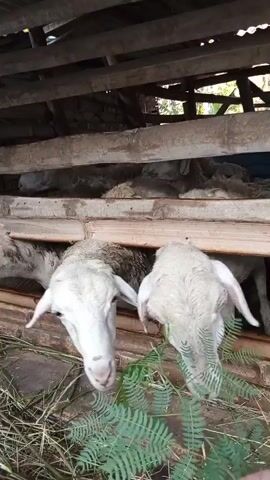 The video shows a group of white sheep in a wooden pen, eating grass and leaves. The pen appears to be made of rough-hewn wood planks, with some horizontal beams supporting a roof. The sheep are visible from the neck up, with their heads poking through openings in the wooden structure. Their bodies are mostly obscured by the pen's construction and the foliage they are eating. The ground inside the pen is covered with dry grass and some green leafy plants. One person's hand, holding a few green leaves, enters the frame from the right side of the screen at 00:01, extending the food towards the sheep. The sheep are actively feeding on the greenery. The lighting suggests an outdoor environment, possibly during the day.