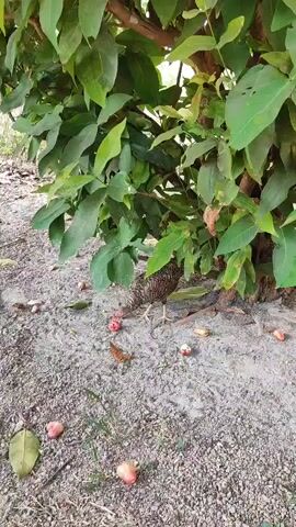 A chicken pecks at fallen fruit under a tree. The ground is sandy and scattered with pinkish-red fruits and green leaves. The chicken is brown and white with a speckled pattern.