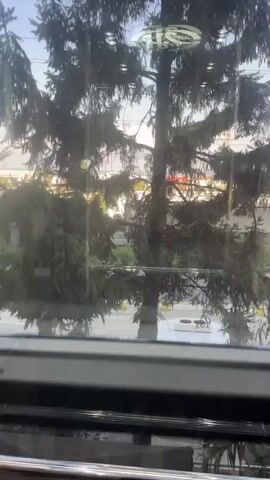 A video shows a view through a window of a large evergreen tree. The tree is in the foreground and is dense with branches. Behind the tree, there is a road with vehicles, buildings, and a body of water in the distance. The sky is visible above the horizon. The video appears to be filmed from a stationary position.