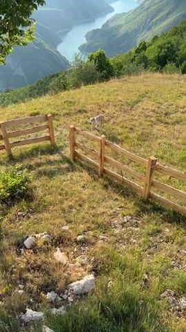A dog is running and then stops by a wooden fence. The dog is light brown and white with a long tail. The fence is made of rough-hewn wood planks. The ground is covered in dry grass and some rocks. In the background, there is a view of a valley with a river or lake, surrounded by green hills. The sky is bright and sunny.