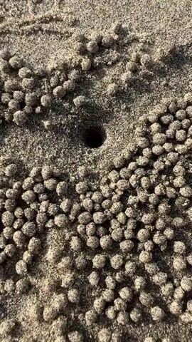 The video shows a close-up, overhead view of a sandy beach with a hole in the sand surrounded by small, uniformly sized sand balls. The sand is a light brown color and appears dry. The sand balls are arranged in a circular pattern around the hole, with some appearing more densely packed than others. The lighting suggests it is daytime, possibly early morning or late afternoon due to the shadows cast by the sand balls. The video zooms out slightly to reveal more of the surrounding sand, which shows tire tracks from a vehicle, indicating the area may be accessible by car. The overall environment appears to be a natural beach setting. There are no people or animals visible in the video.